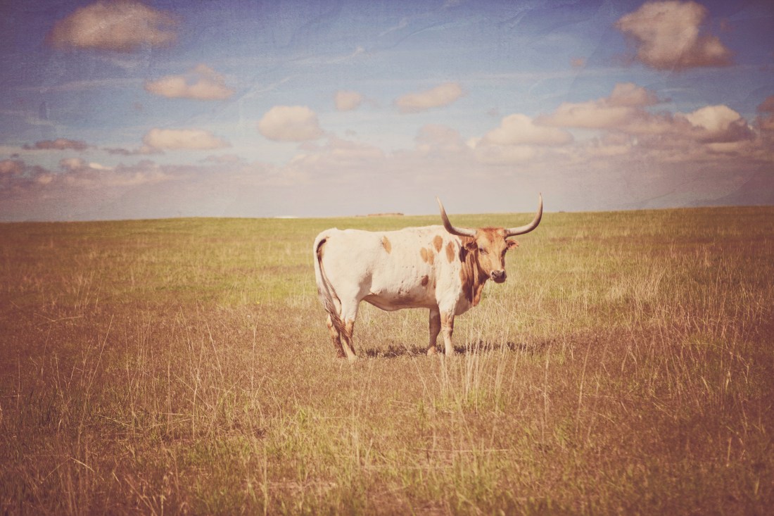 IMG_2988MOD,clementine